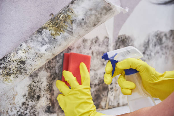 Trusted High Ridge, MO Mold Inspection Experts